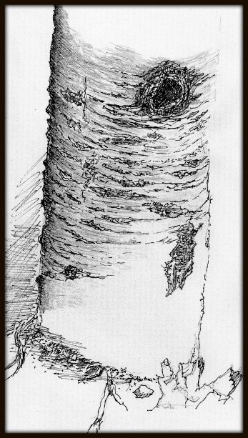 drawing bark