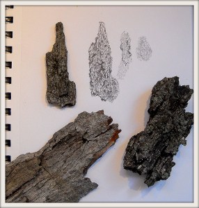 DSCN0356 Drawing things I like to draw tree bark