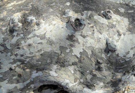 Things to draw tree root