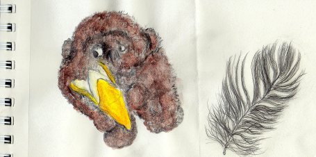 Gorilla & crow feather