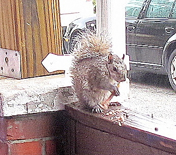 squirril 2.JPG