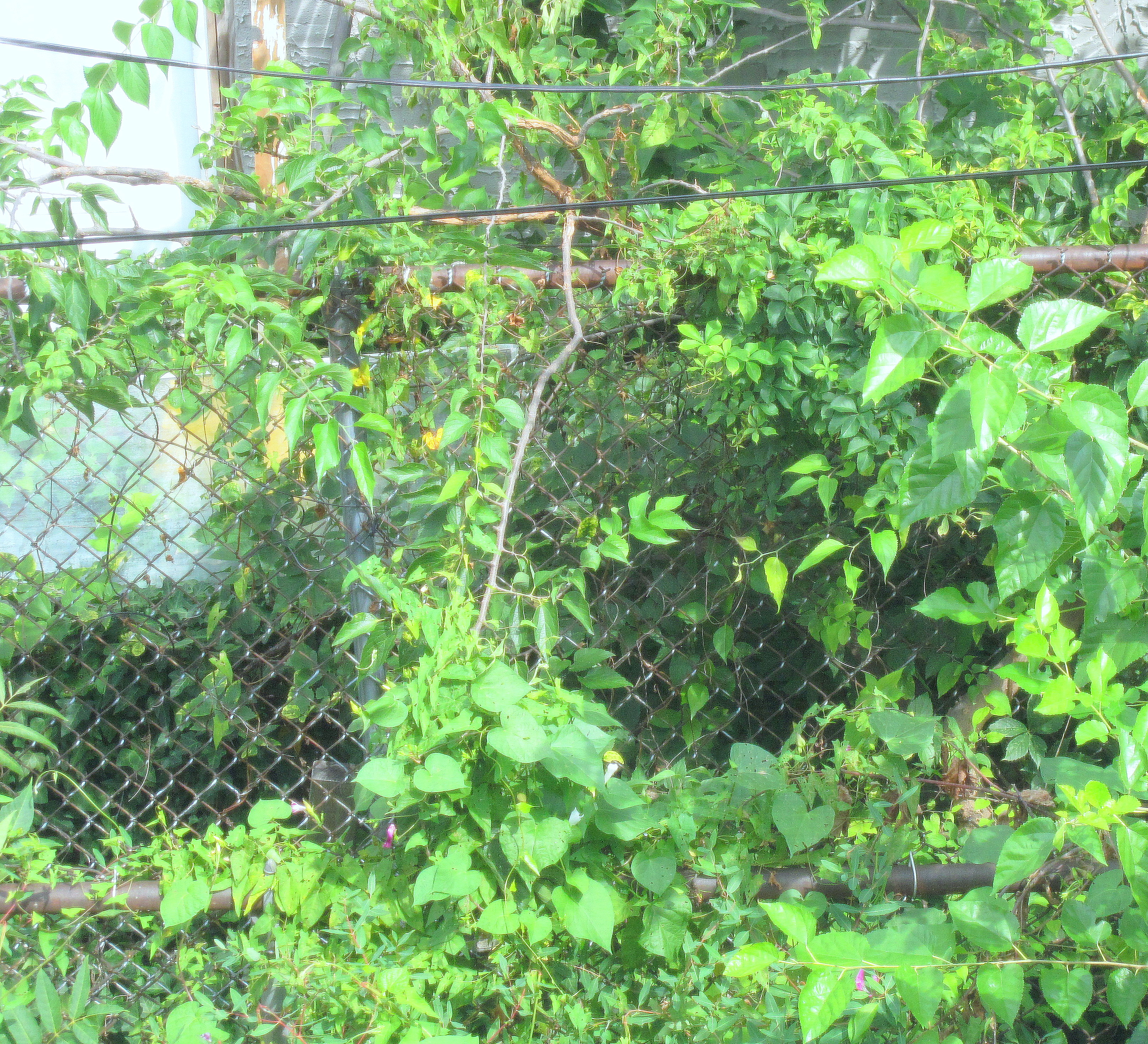 green window view.JPG