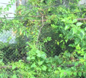 green window view.JPG