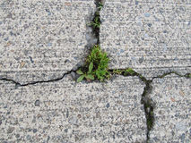 cracked-concrete-degraded-weeds-growing-cracks-89662114
